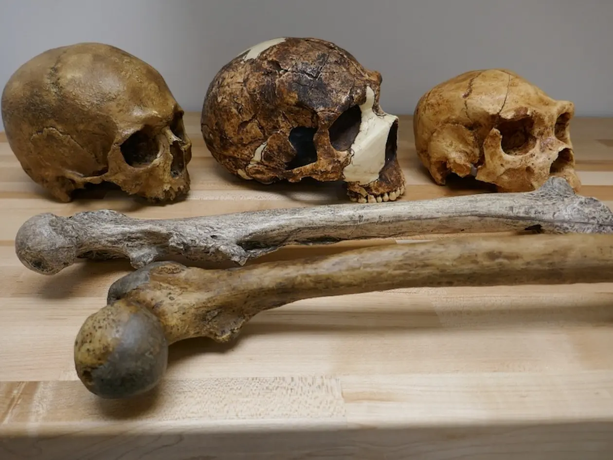 Schädel und Knochen der Gattung Homo