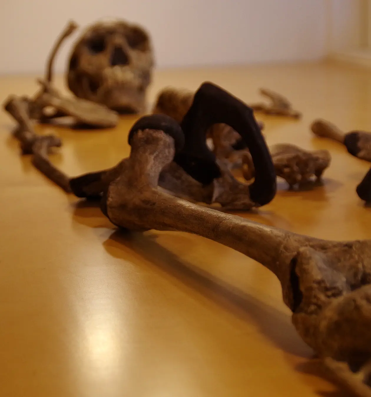 Das 1,5 Millionen Jahre alte Skelett des Turkana Boys, einem frühen Vertreter der Gattung Homo. Besonders der Oberschenkelknochen wird oft für mathematische Größenbestimmungen genutzt, da er der größte Knochen des menschlichen Skeletts ist und einen Großteil des Körpergewichts trägt. Foto: Jay Stock