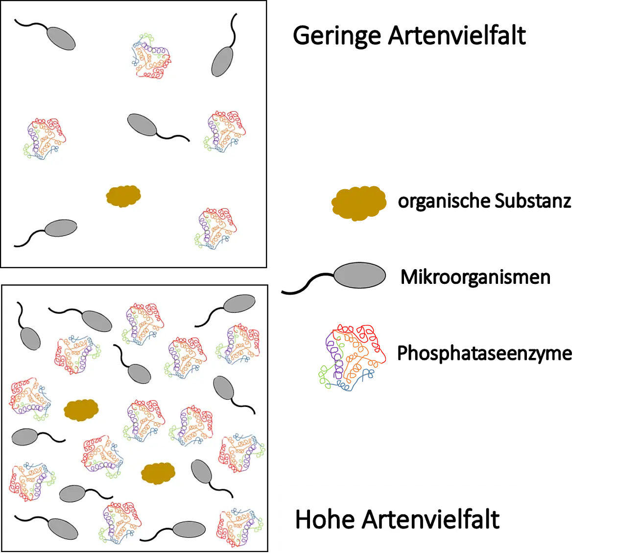 In Grünlandmischungen mit hoher Artenzahl produzieren Mikroorganismen pro Substrat (= organische Substanz) mehr Enzyme als bei geringer Artenvielfalt. Abbildung: Prof. Yvonne Oelmann, Nina Hacker/Universität Tübingen