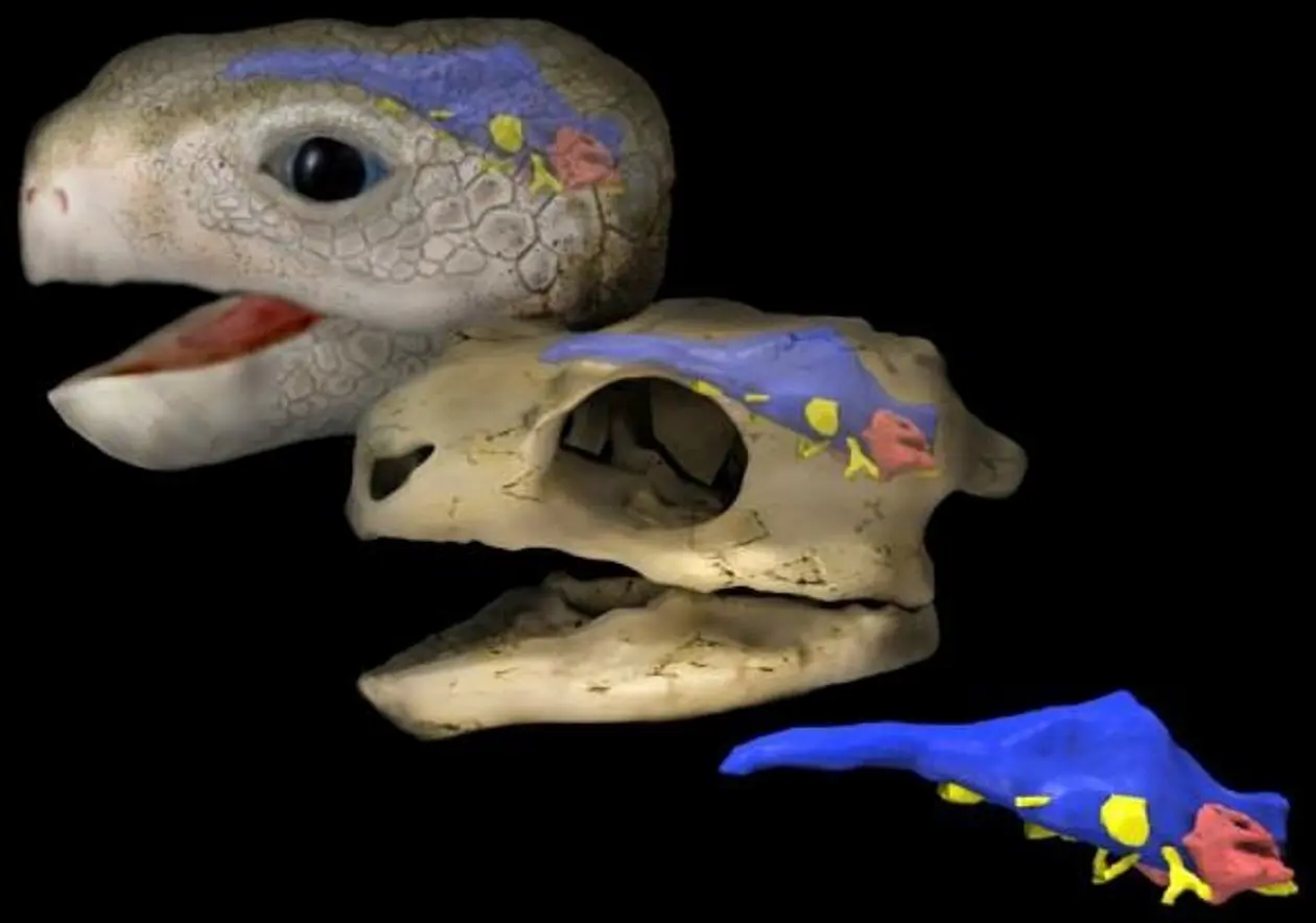 Lebend-, Schädel- und Gehirnrekonstruktion von Proganochelys quenstedti, der ältesten Schildkröte (210 Millionen Jahre) mit vollständigem Panzer. Abbildung: Stephan Lautenschlager, Universität Birmingham