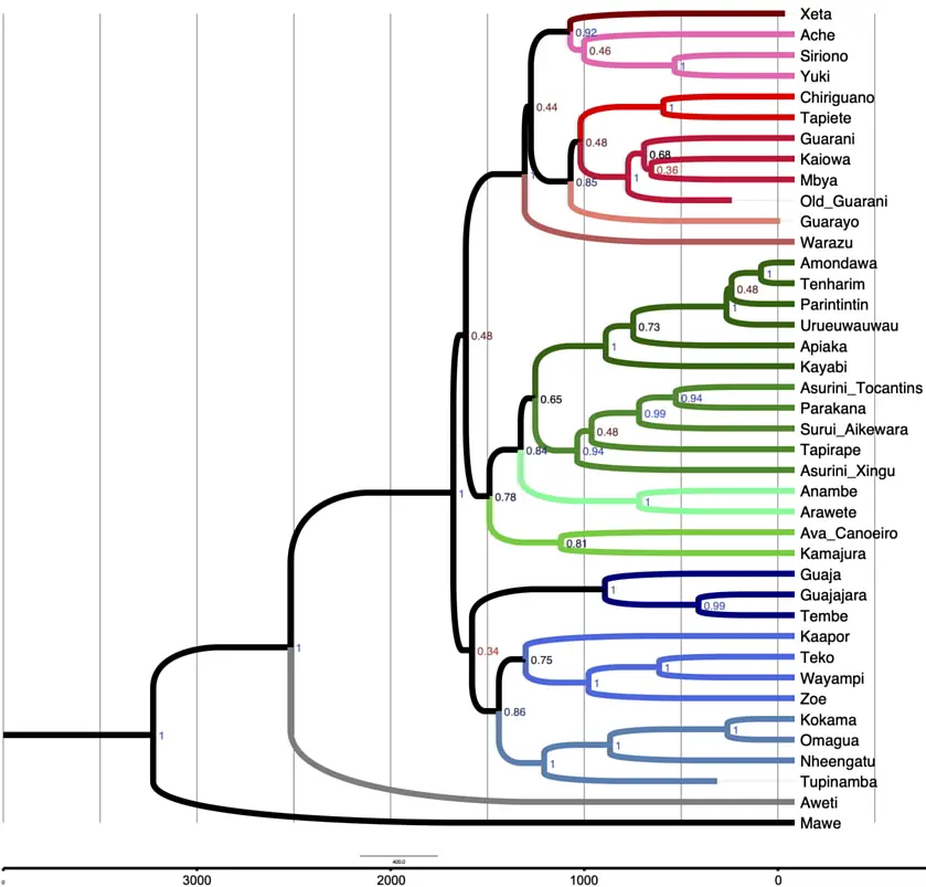 Family tree with dating of the Tupí-Guaraní languages, from which Awetí and Mawé previously split. 