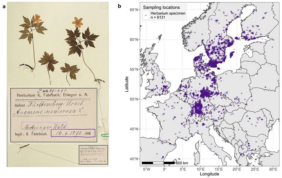 Herbarium samples of the wood anemone (left) and European map of sites where more than 6,000 herbarium specimens of early flowering forest plants were collected (right)