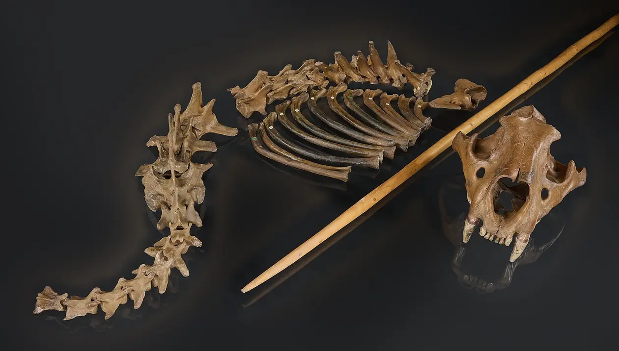 The cave lion skeleton from Siegsdorf (Bavaria, Germany) with a replica of the wooden spear which may have killed it. Neanderthals used such spears for hunting. 