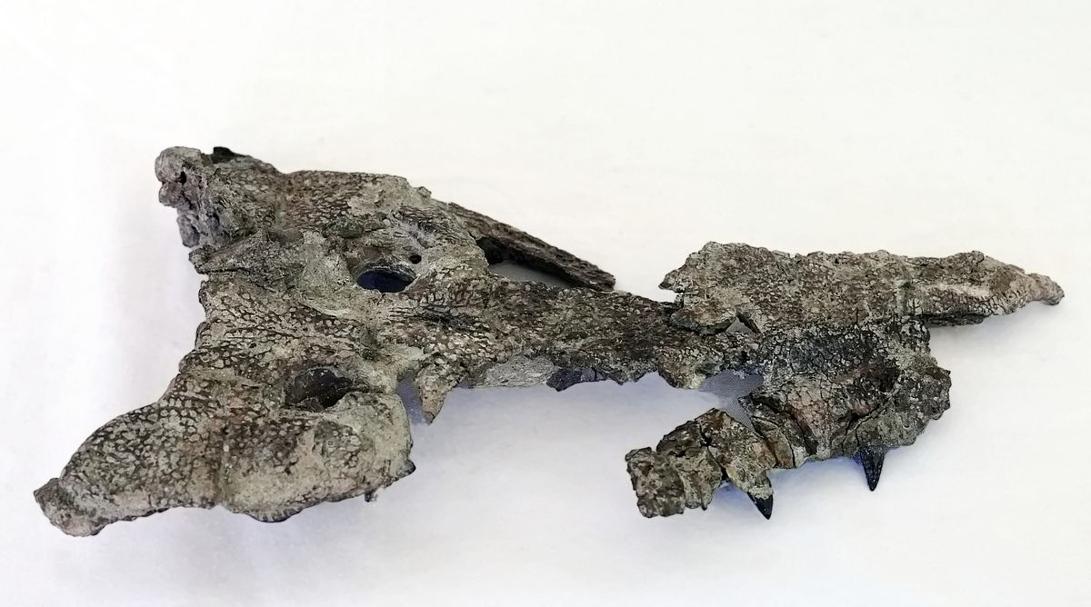 fossil skull of Doratodon carcharidens 