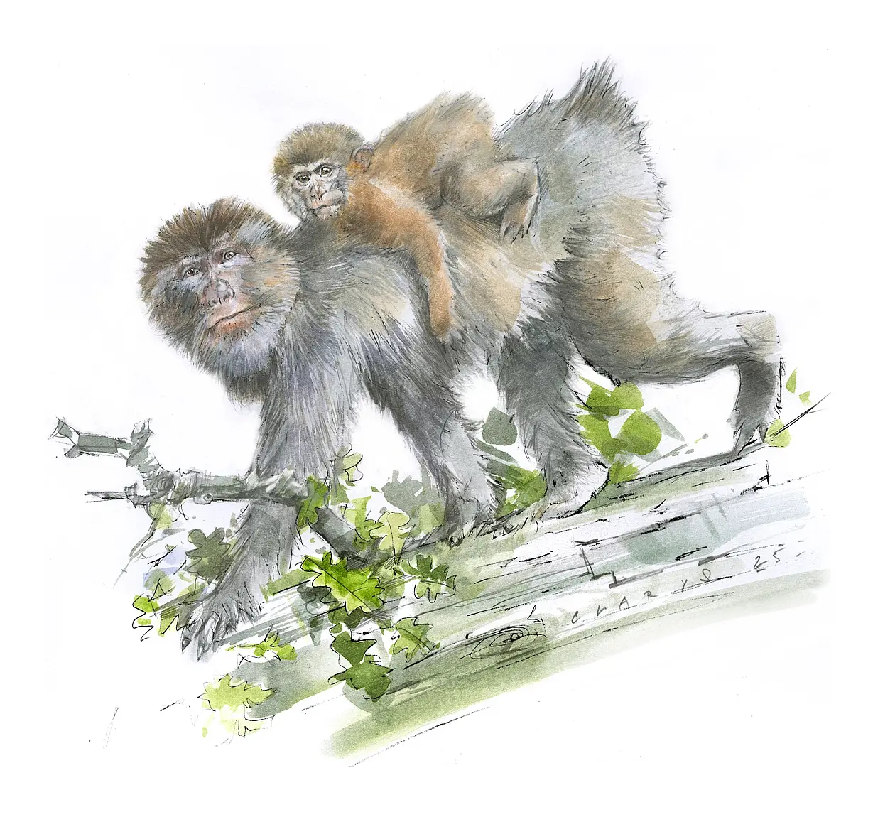 Rekonstruktion des jungen, etwa einjährigen Makaken (Macaca cf. sylvanus). 