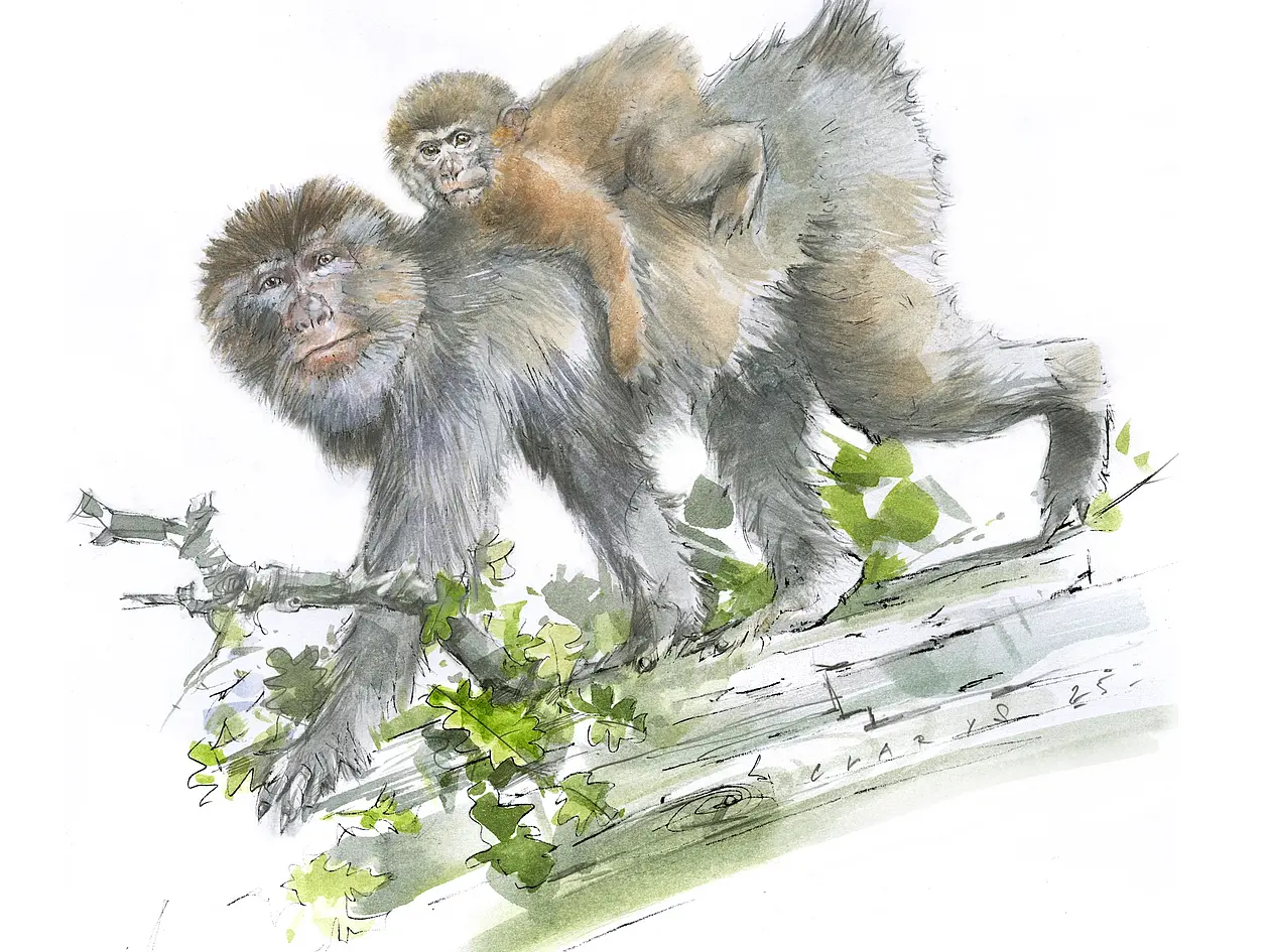 Rekonstruktion des jungen, etwa einjährigen Makaken (Macaca cf. sylvanus). 