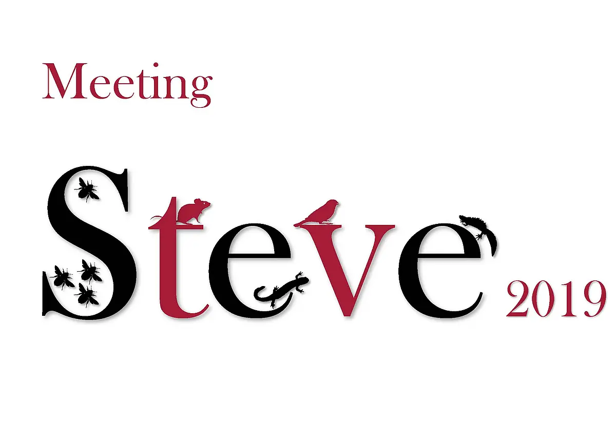 Logo of Meeting StEvE 2019