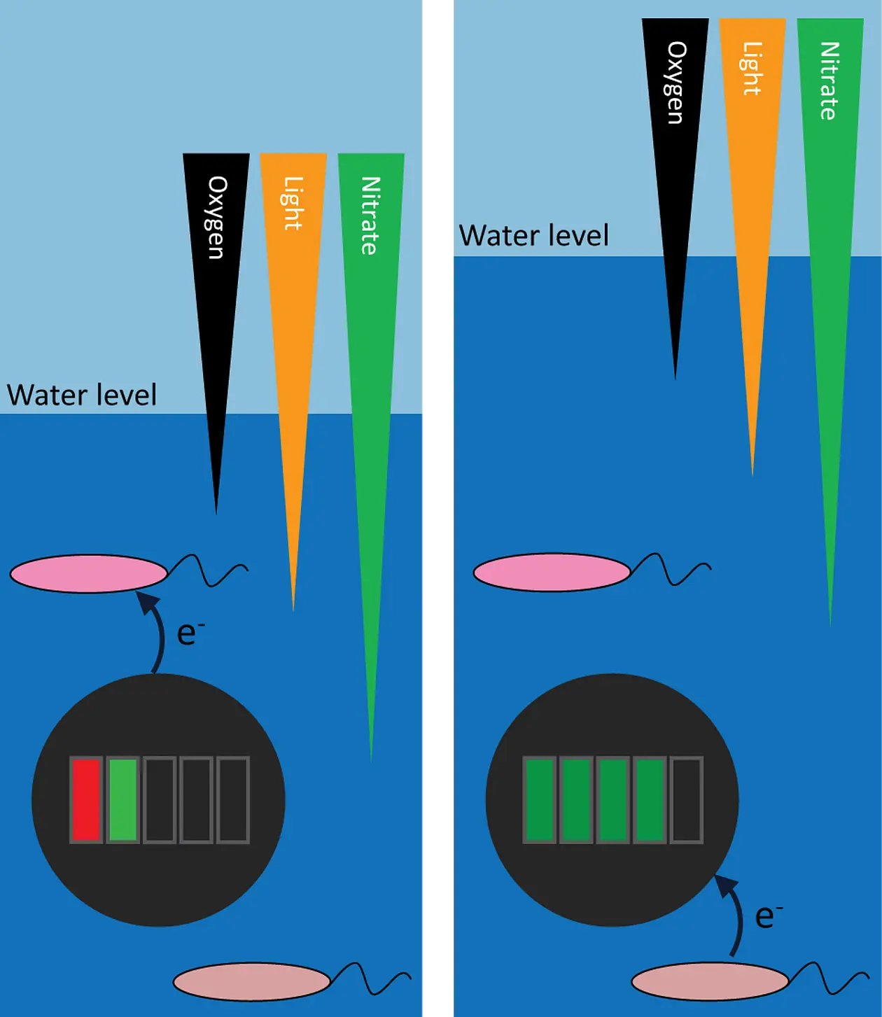 Die Eisen oxidierenden Bakterien entziehen der Magnetit-Batterie Elektronen (Entladung, links), während die Eisen reduzierenden Bakterien auf der Magnetit-Batterie ablagern (Wiederaufladung, rechte Seite).