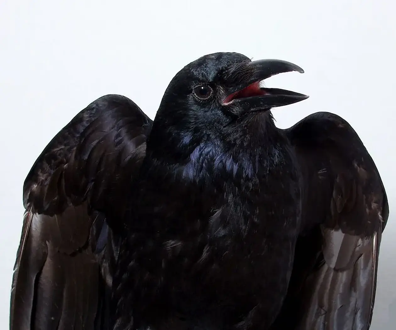 Crow