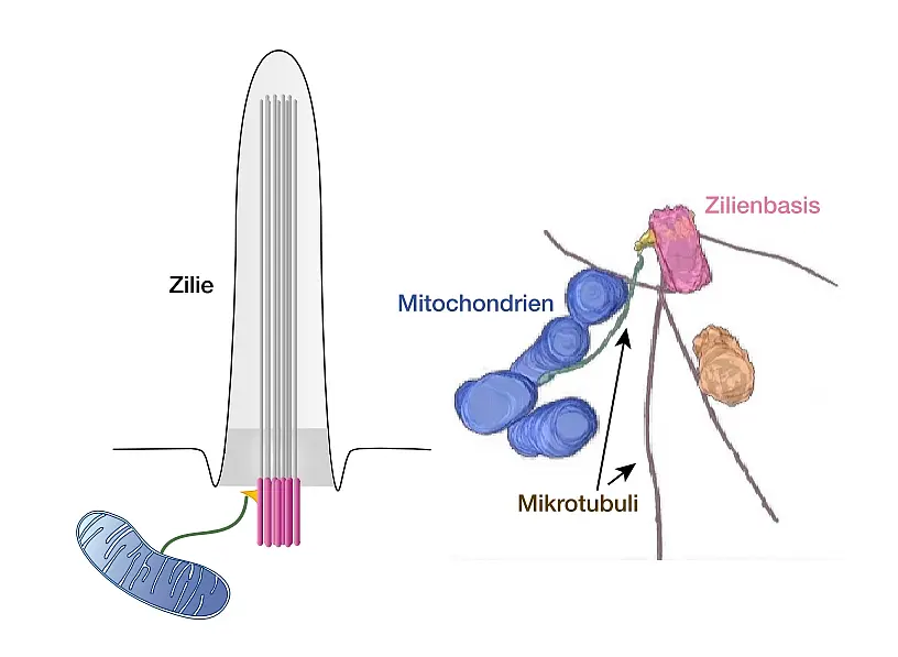 Darstellung einer Zilie und der Verbindung zwischen Mitochondrien und Zilien in einem Haut-Fibroblasten 