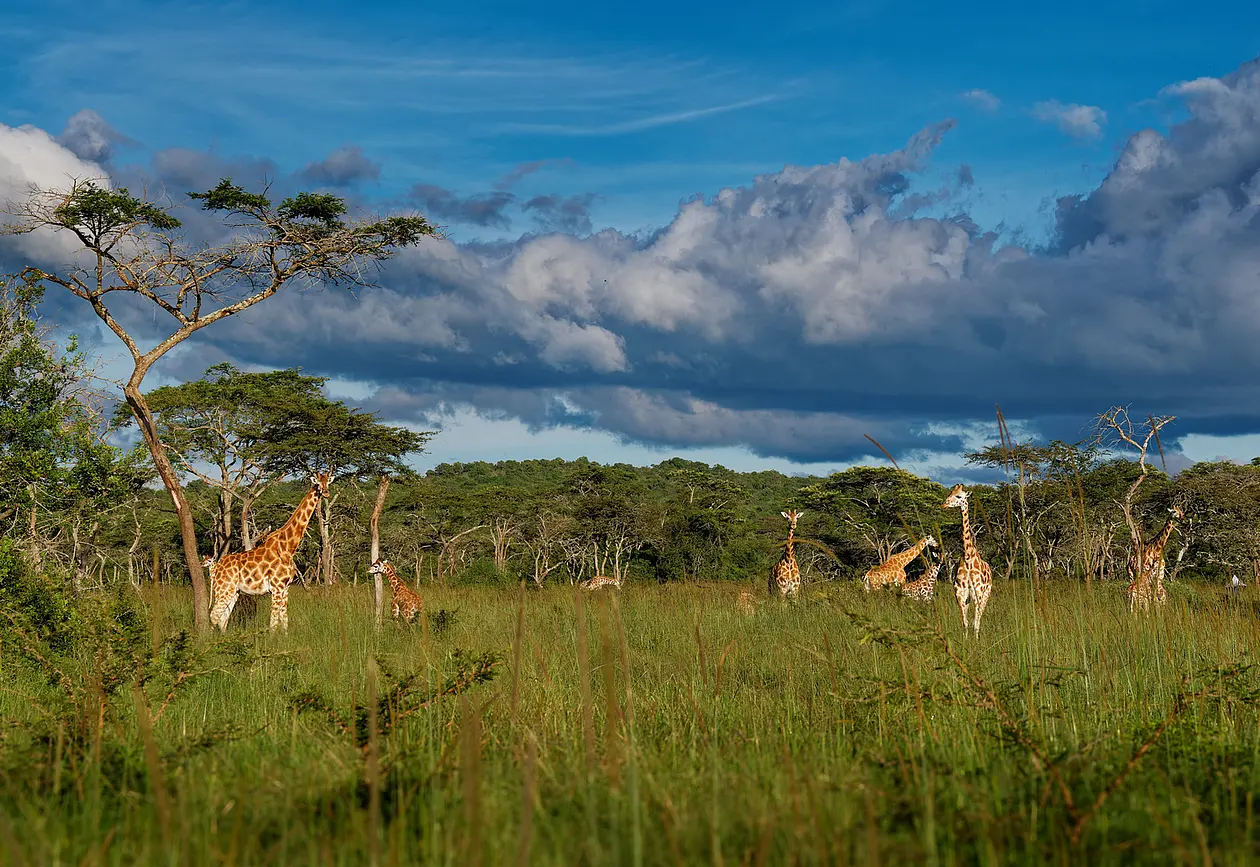 Photo og girafs in nature