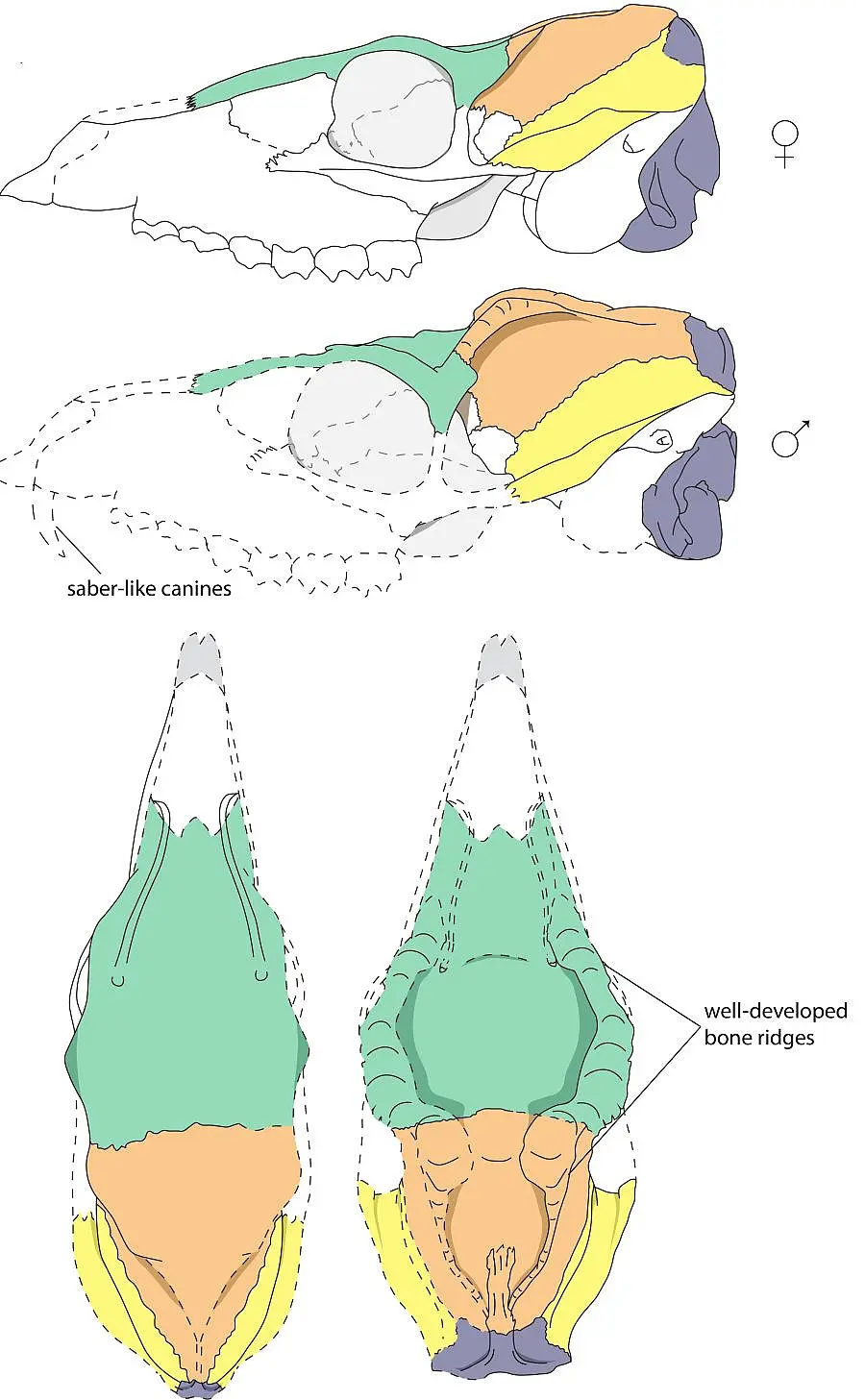 Reconstruction of the female (top/left) and male (bottom/right) mouse deer skull from the Hammerschmiede clay pit.