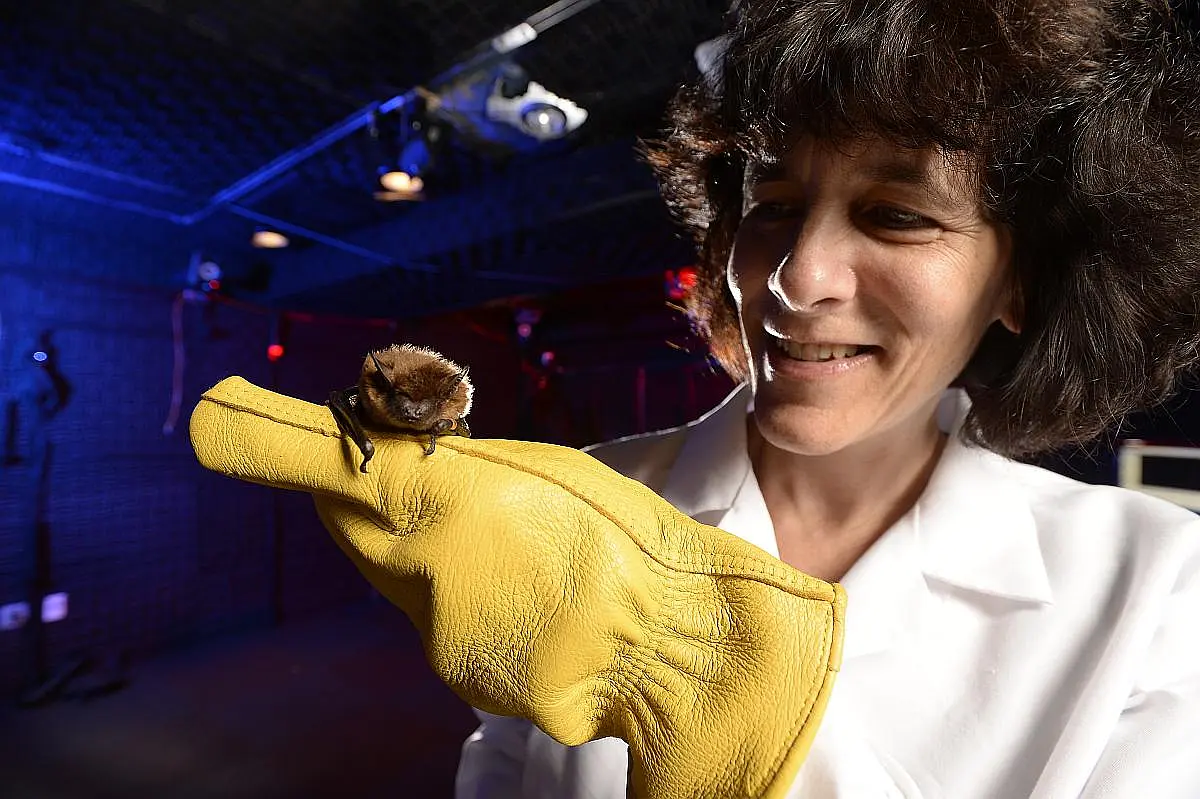 Professorin Cynthia Moss mit einem Big Brown Bat