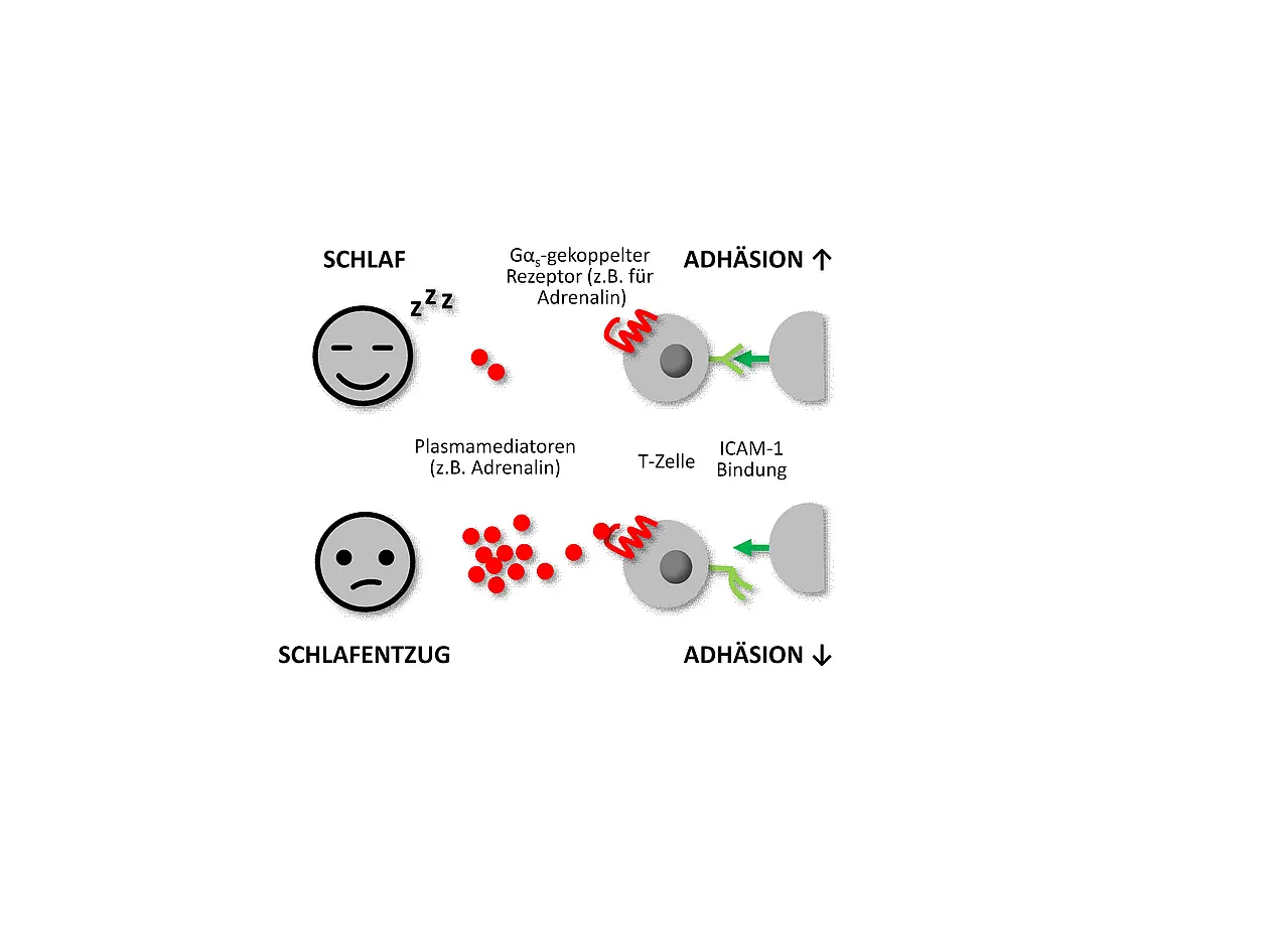 Adhesion of T cells impaired after just three hours of sleep deprivation.