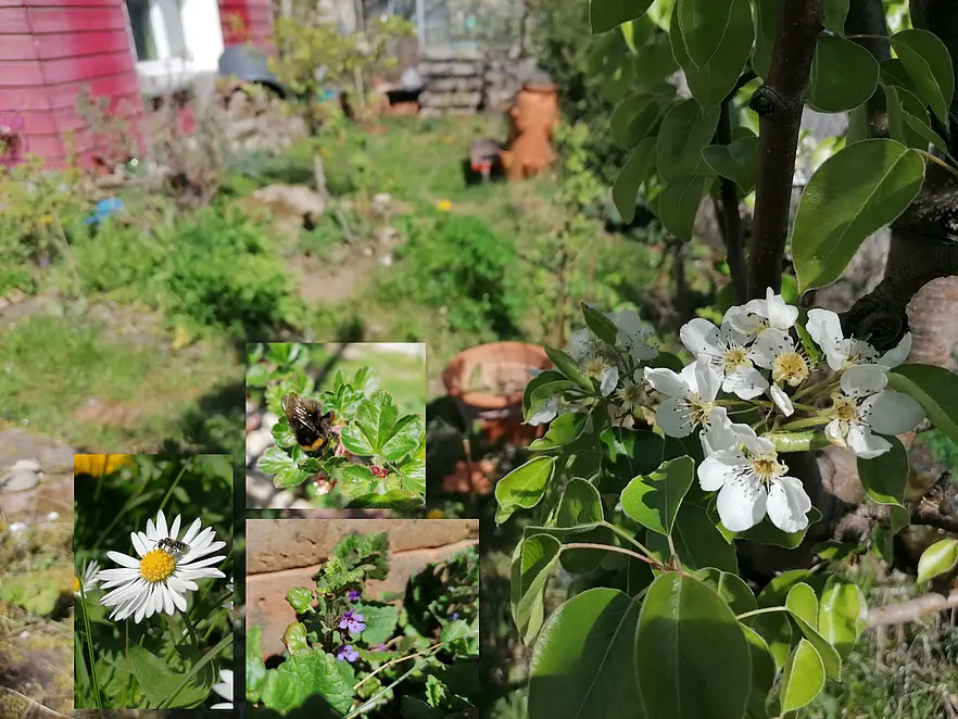 Das Bild zeigt Blumen und blühende Bäume.