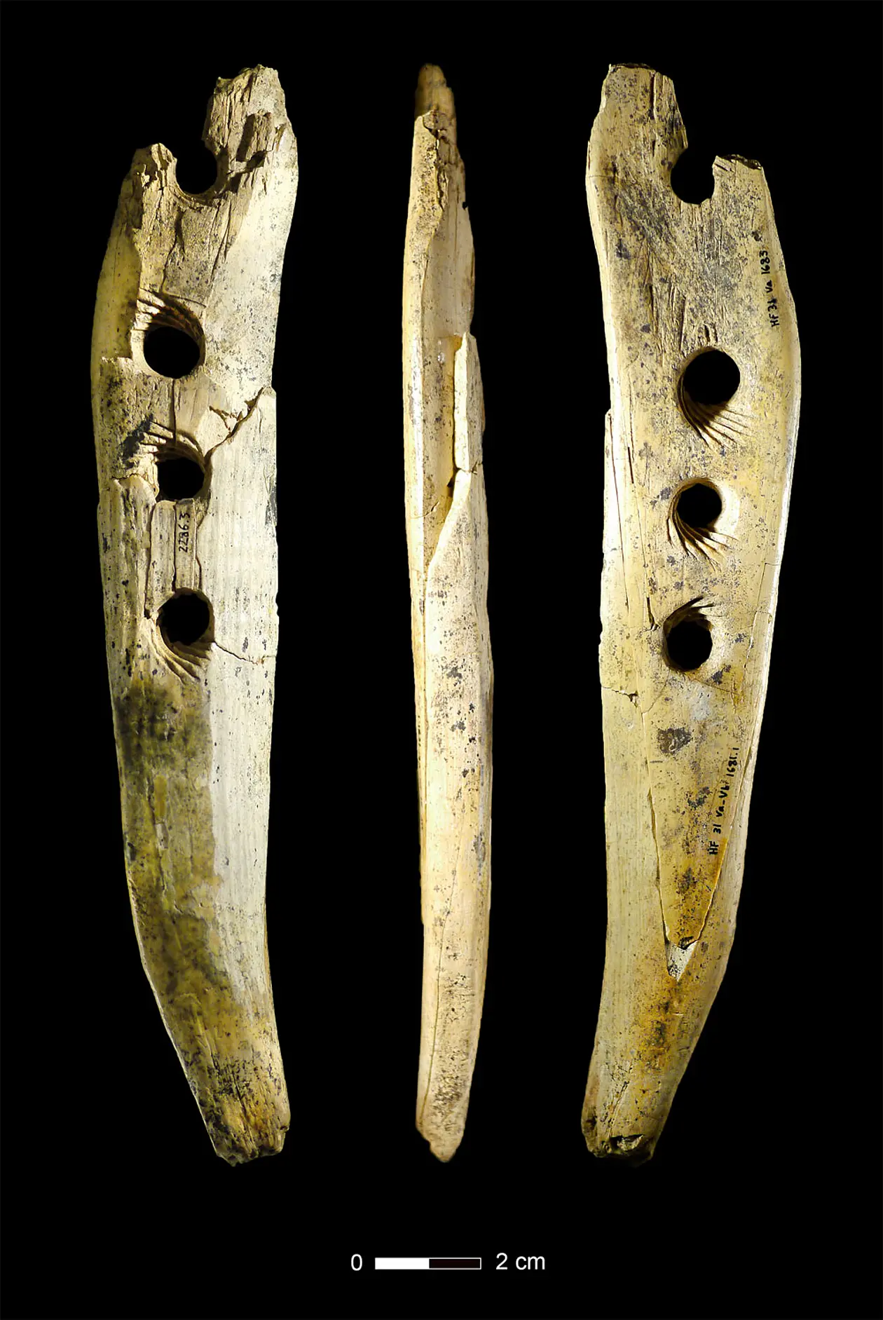 Mit diesem Werkzeug aus Elfenbeinmammut stellten die modernen Menschen vor 40.000 Jahren Seile und Schnüre her. Foto: Copyright Universität Tübingen