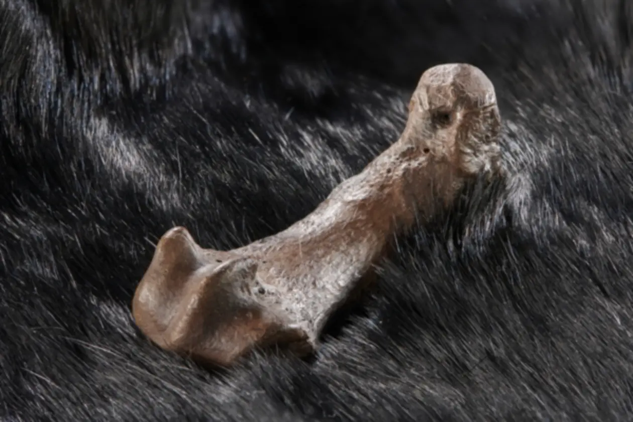 Metatarsal of a cave bear with cut marks.