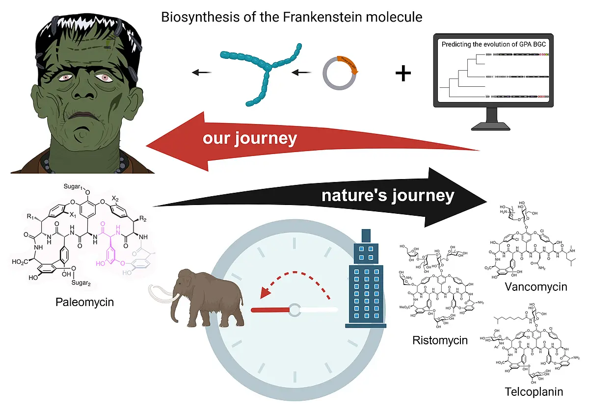 To understand how the ancestor of today's glycopeptide antibiotics – such as vancomycin, ristomycin and teicoplanin – might have looked like, the researchers used a combination of bioinformatics, genetic and biochemical methods to bring the putative ancestral antibiotic "paleomycin" or "Frankenstein molecule" to life. Illustration Leon Kokkoliadis, Libera Lo Presti and Johanna Stegmann with BioRender. 