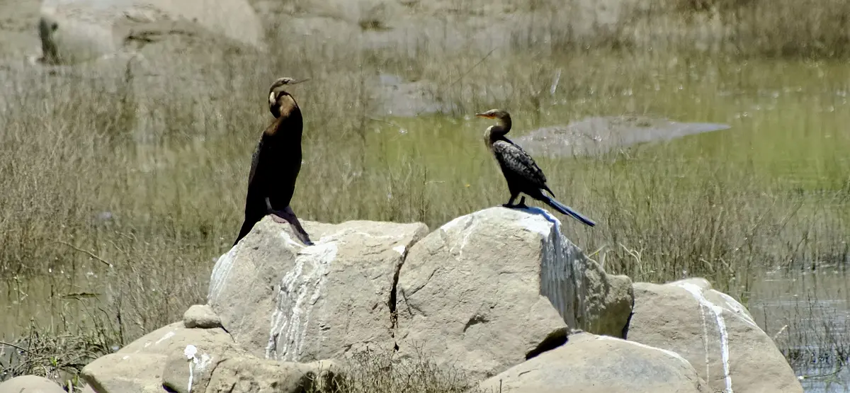 Darter and cormorant on a rock with white urine