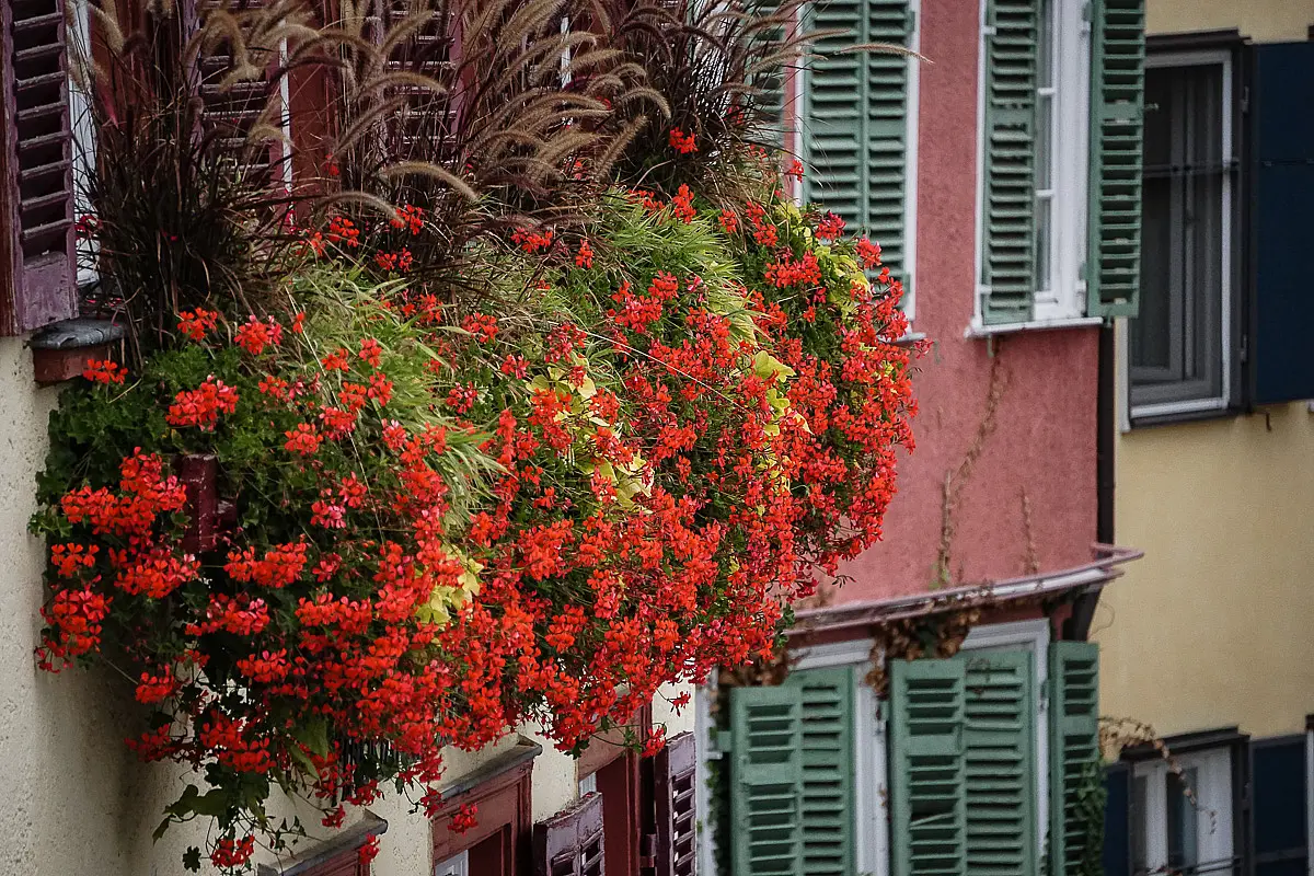 Rote Blumen vor den Fenstern eines Hauses in der Altstadt