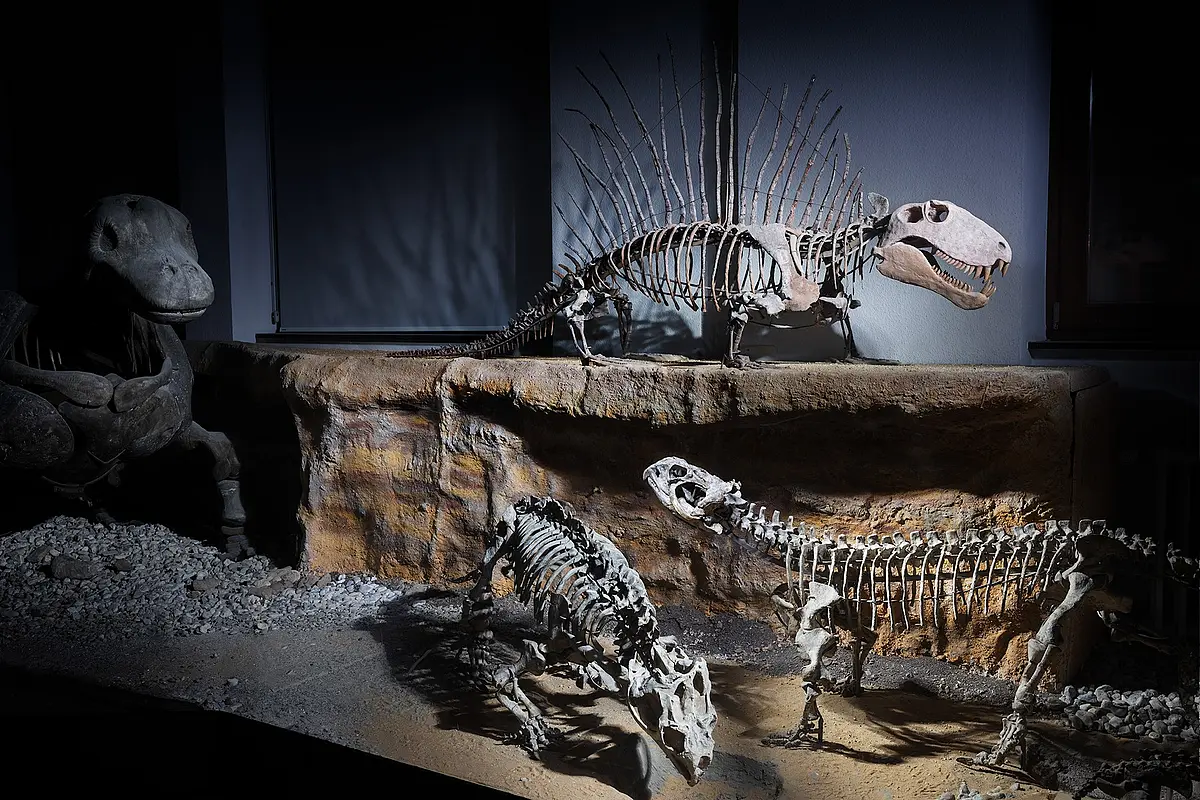 Ein Segel auf dem Rücken erlaubte diesem Dimetrodon incisivus die Regulation seiner  Körpertemperatur. Das Tier blieb dadurch beweglicher als manche seiner Konkurrenten. 