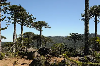 Araucaria forests of south-central Chile
