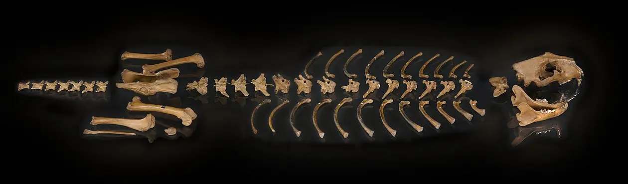 The cave lion skeleton from Siegsdorf (Bavaria, Germany) is in an excellent state of preservation and is nearly complete. 