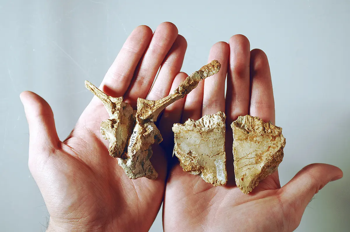 Schädelknochen des Transylvanosaurus