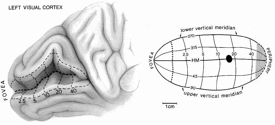 View of the left visual cortex