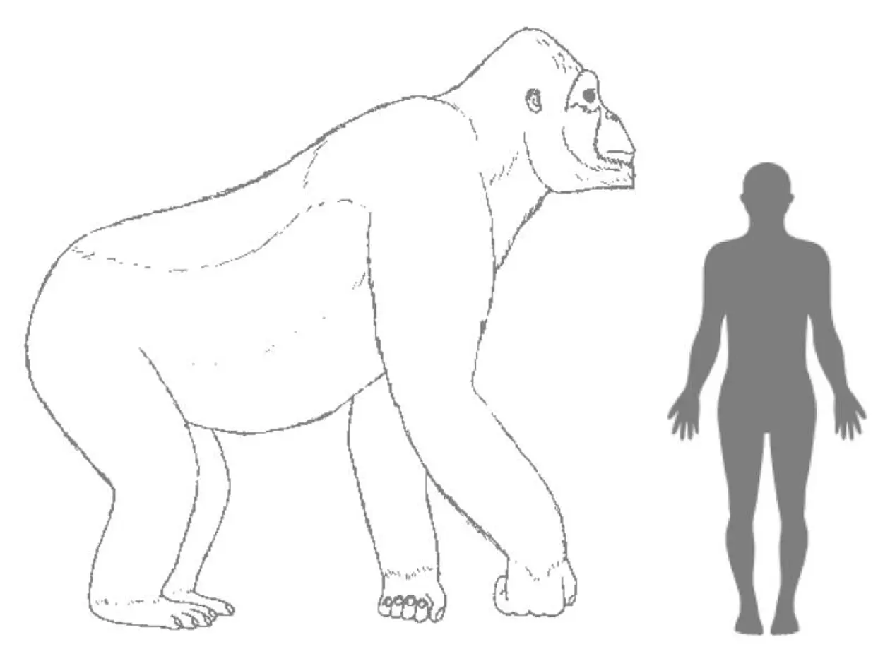 Geschätzte Größe von Giganthopithecus im Vergleich zu einem Menschen. Bild: H. Bocherens