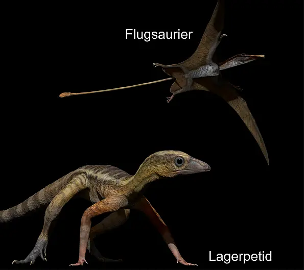 Künstlerische Rekonstruktionen eines Flugsauriers (oben) und eines Lagerpetiden (unten) aus der späten Trias vor ungefähr 215 Millionen Jahren. 