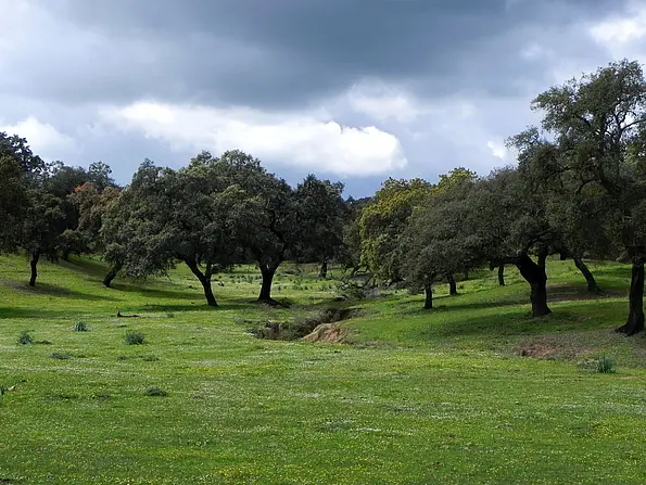 Dehesa landscape near Aracena in Sierra Morena. 