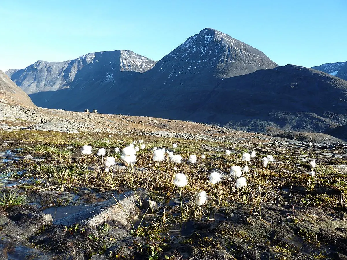 Landschaftsaufnahme: Berge, im Vordergrund Fläche mit Wollgras