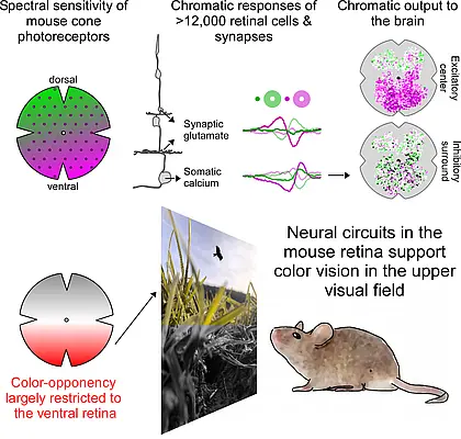 Image of a mouse processing colour information