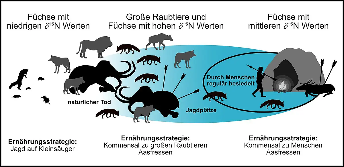 Grafik zu Ernährungsstrategien von Füchsen in Südwestdeutschland vor rund 100.000 bis 32.000 Jahren