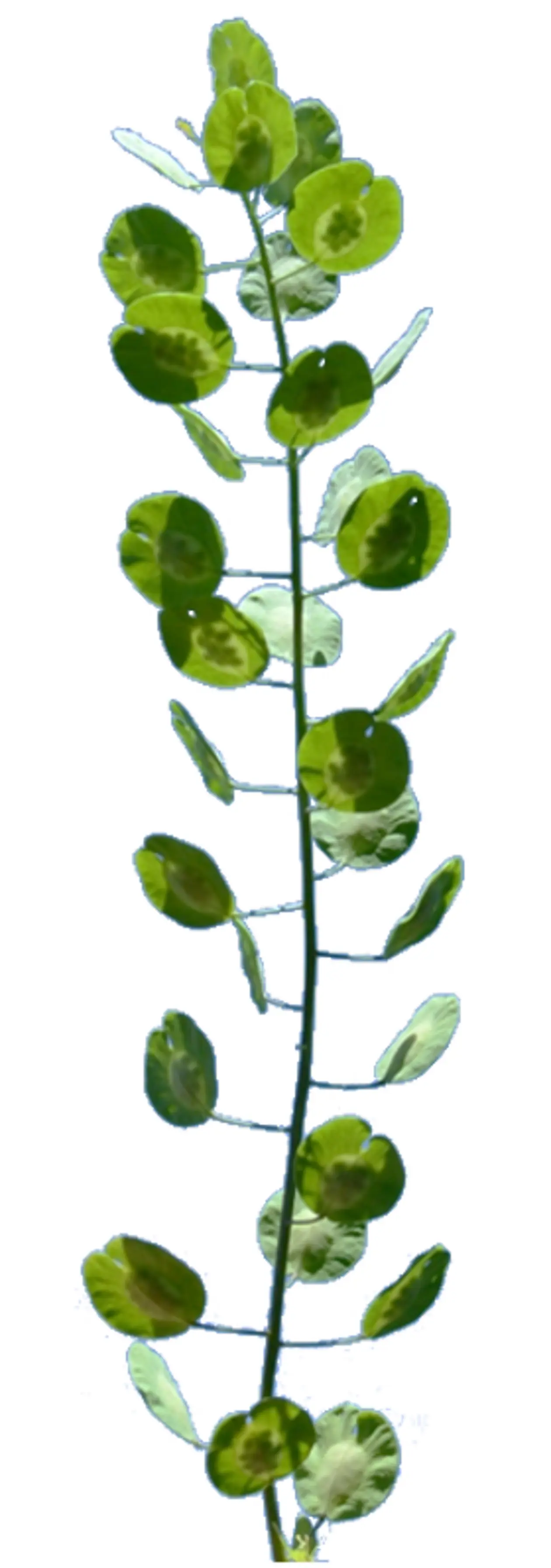 Illustration of pennycress
