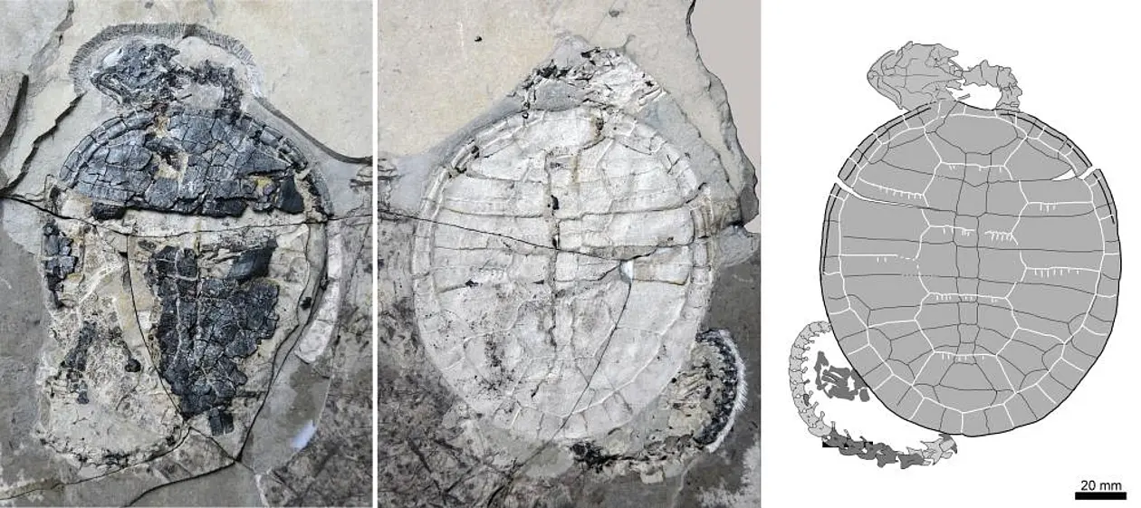 Die neu beschriebene fossile Art einer kleinen Schildkröte Xiaochelys ningchengensis der Jehol-Gruppe aus dem Nordosten Chinas; rechts eine Zeichnung des Skeletts mit allen in den Steinplatten erhaltenen positiven und negativen Abdrücken. Abbildungen: Chang-Fu Zhou.