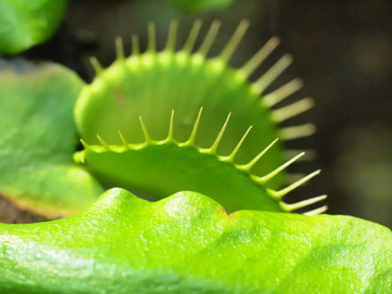 Die Tübinger Wissenschaftlerinnen wollen bei der fleischfressenden Venusfliegenfalle (Dionaea muscipula) schnelle Blattbewegungen durch sog. falsche Signale auslösen: Reize, die nichts mit Futter oder Gefahr zu tun haben. Foto: Alexandra Kehl