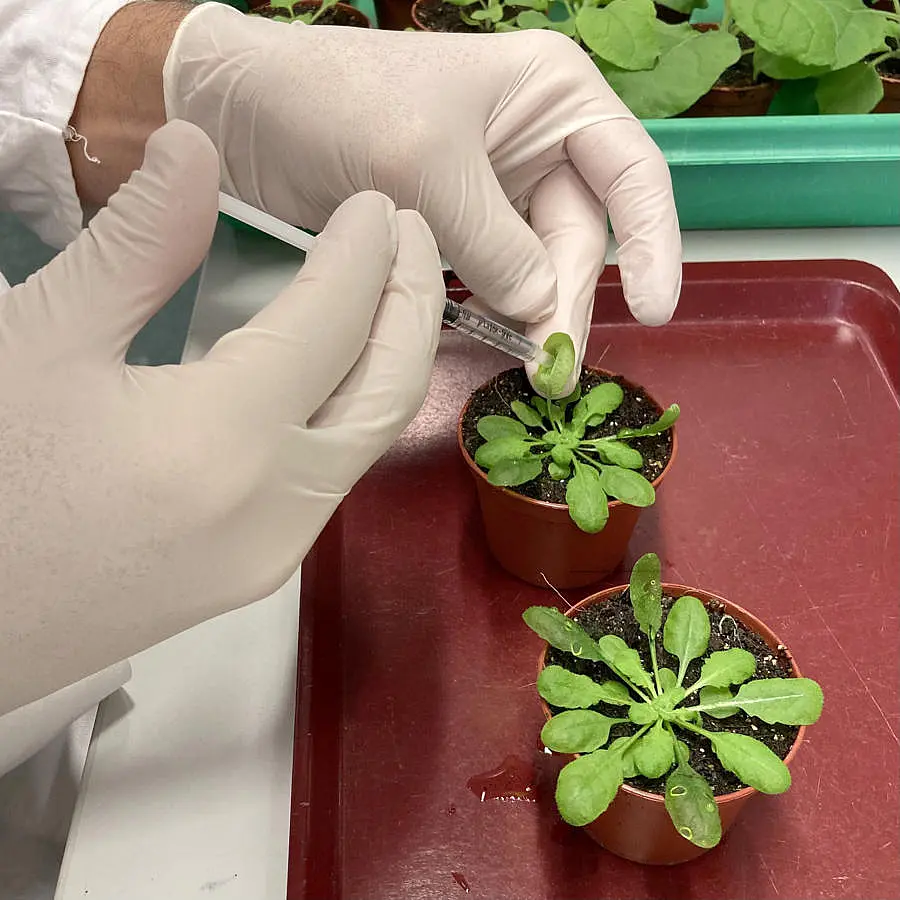 Close-up of researcher Rory Pruitt's hands experimenting on the model thale cress plant.