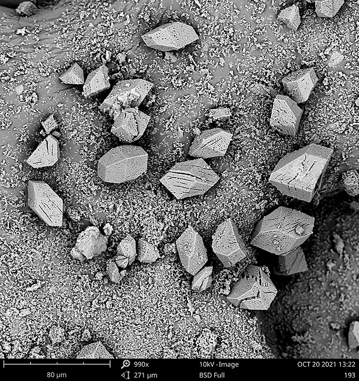 birch bark sem