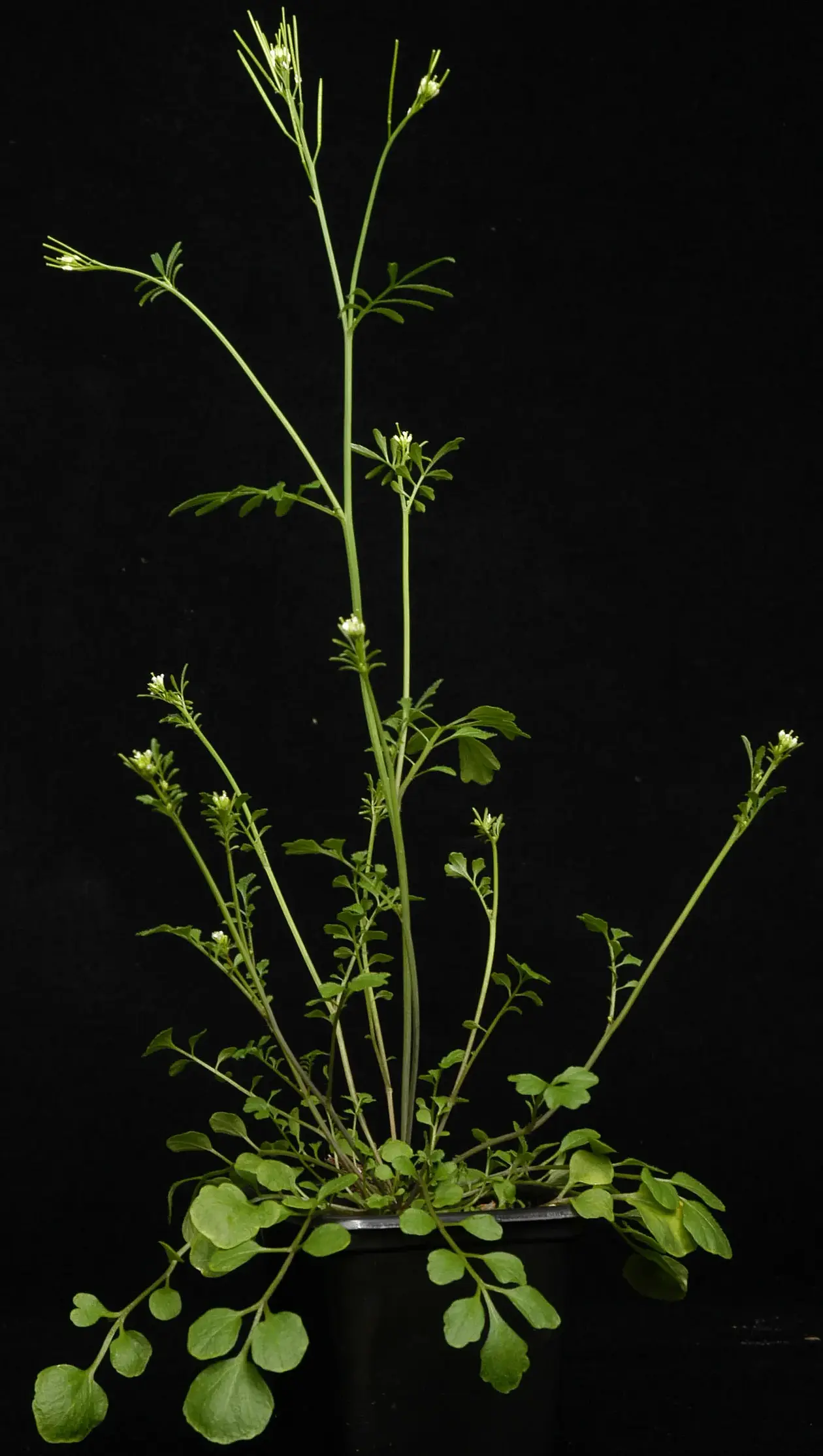 Behaartes Schaumkraut (Cardamine hirsuta)