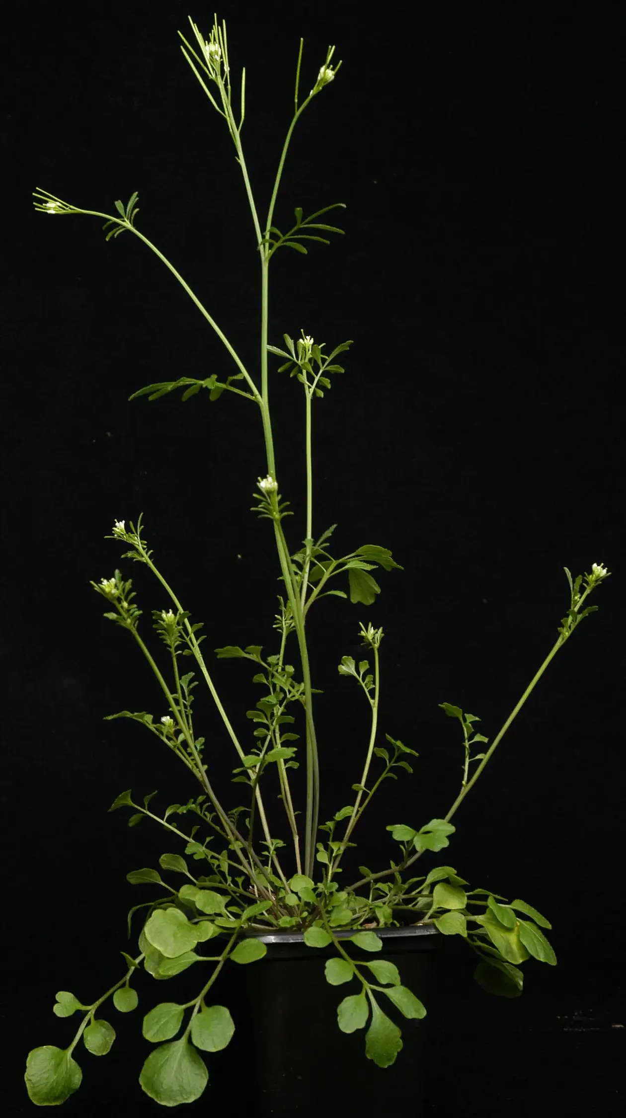 Hairy bittercress (Cardamine hirsuta)