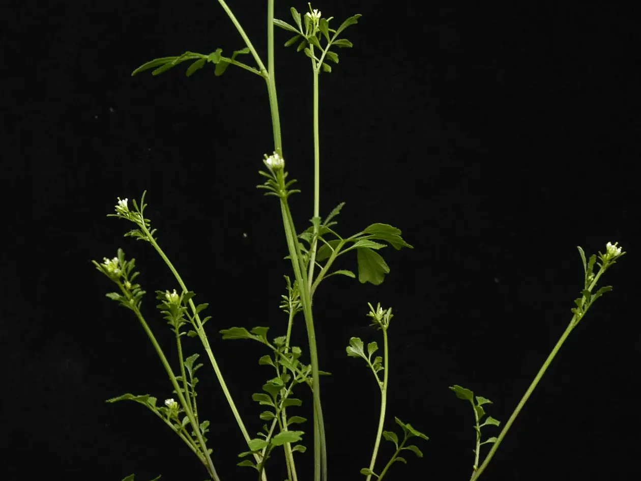 Behaartes Schaumkraut (Cardamine hirsuta)