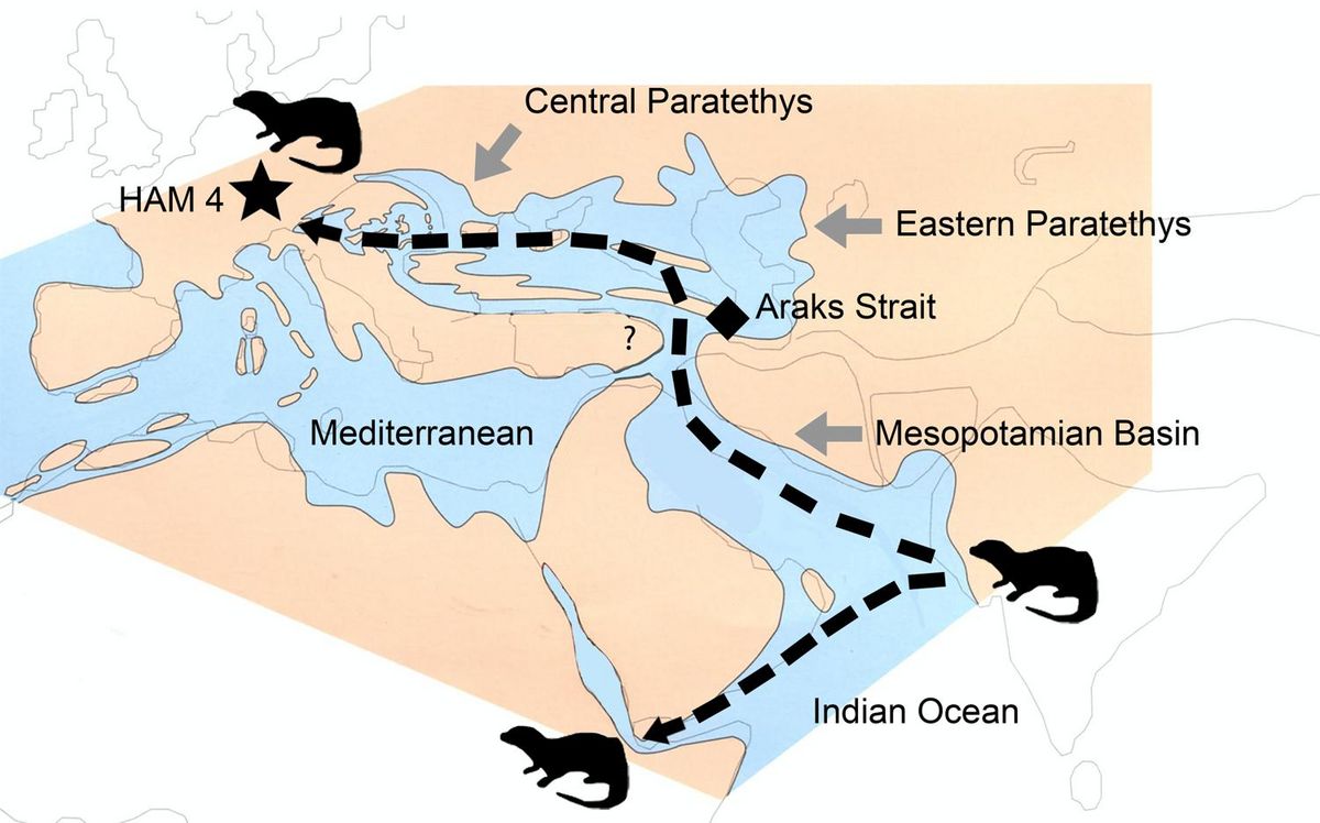 The otter's dispersal on a map of the Mediterranean up to the Indian subcontinent.ungswege des Otters auf einer Karte des Mittelmeerraums bis zum Indischen Subkontinent