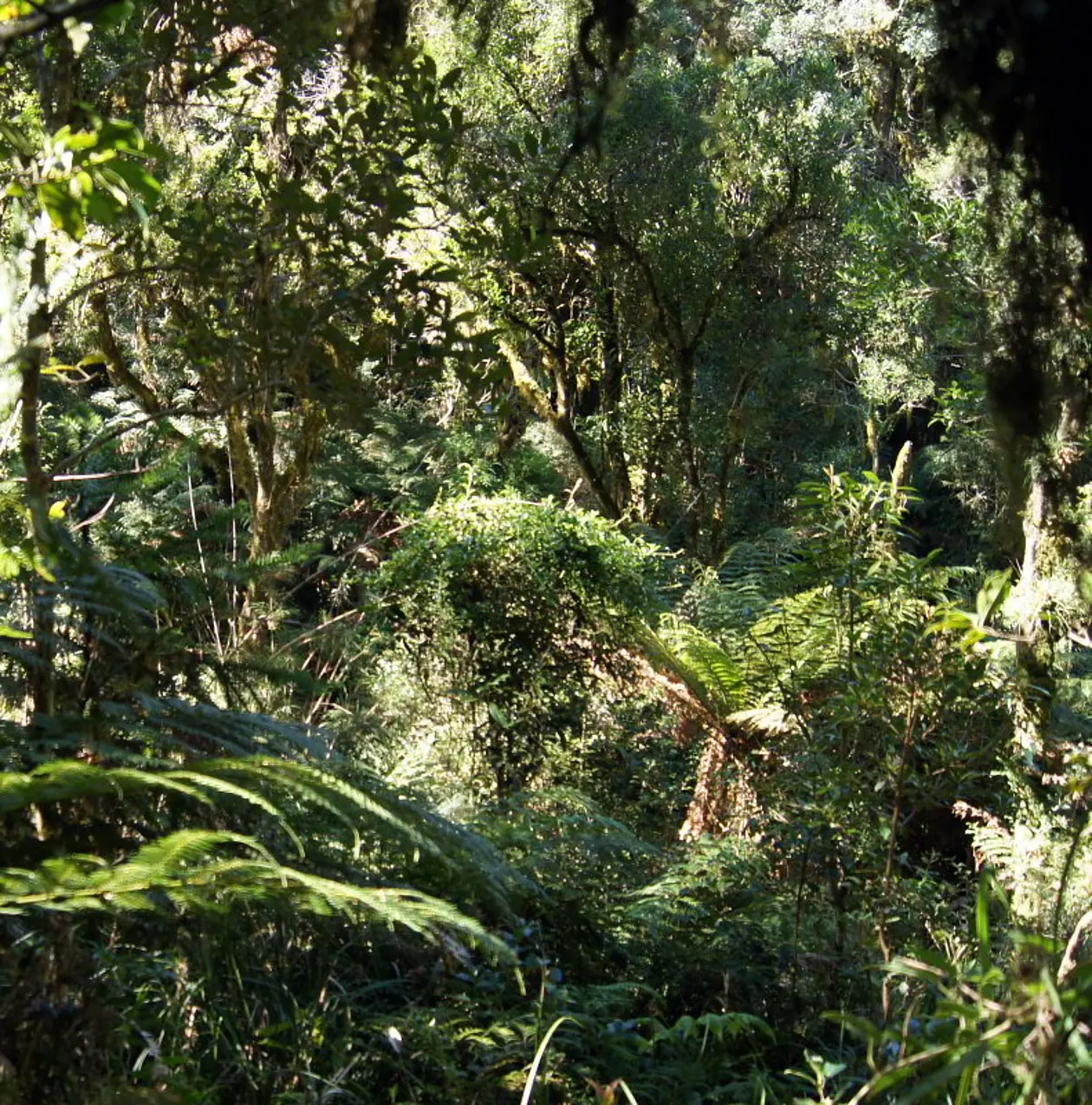Subtropischer Regenwald in Südbrasilien: Stickstoff brauchen alle Pflanzen. Foto: Karl Forchhammer