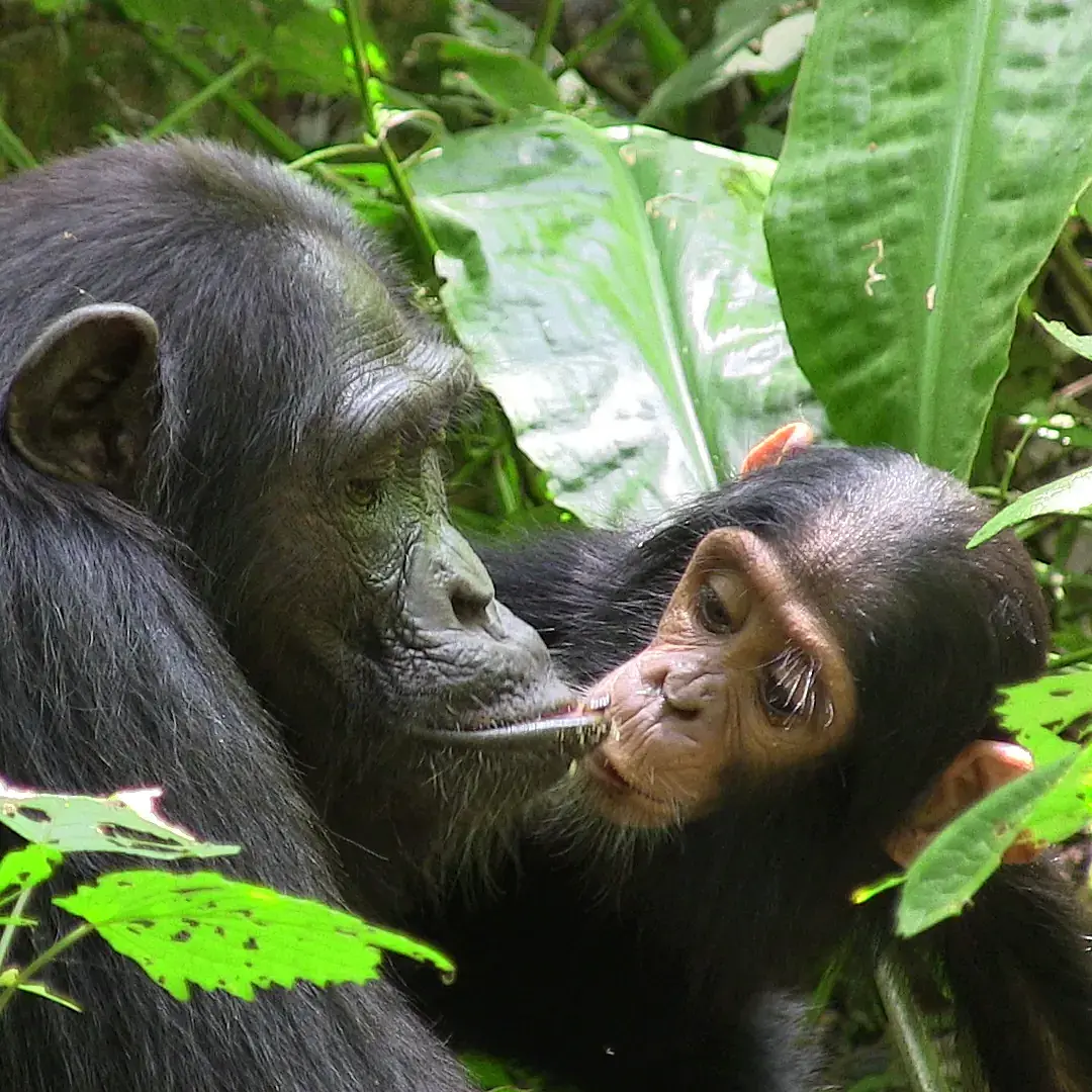 Chimp MOther and Offspring