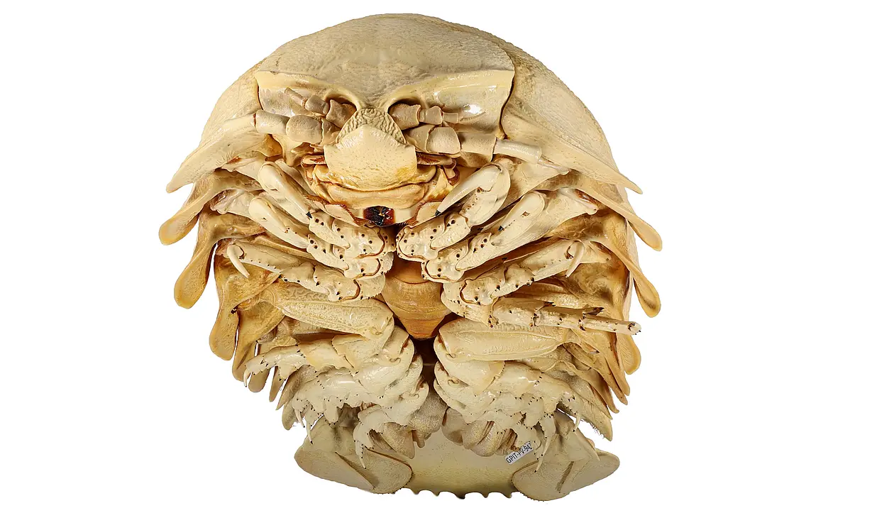 Underside of the exoskeleton of the newly-discovered giant isopod species Bathynomus tuebingoborikensis
