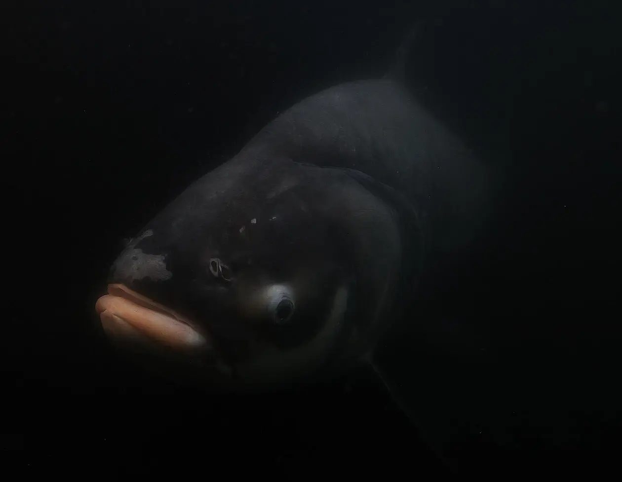 Giant barb