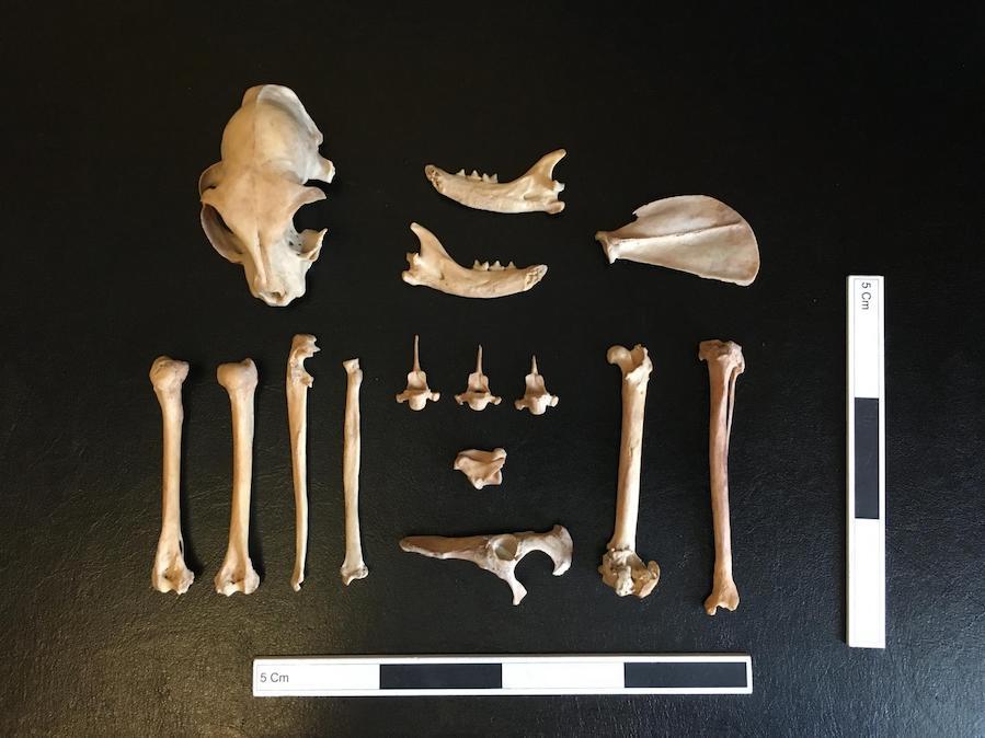 Remains of the early medieval cat from Dzhankent (Kazakhstan) 