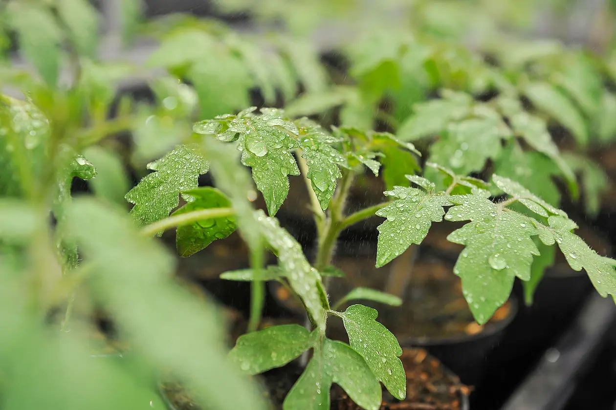 Picture of a tomato plant